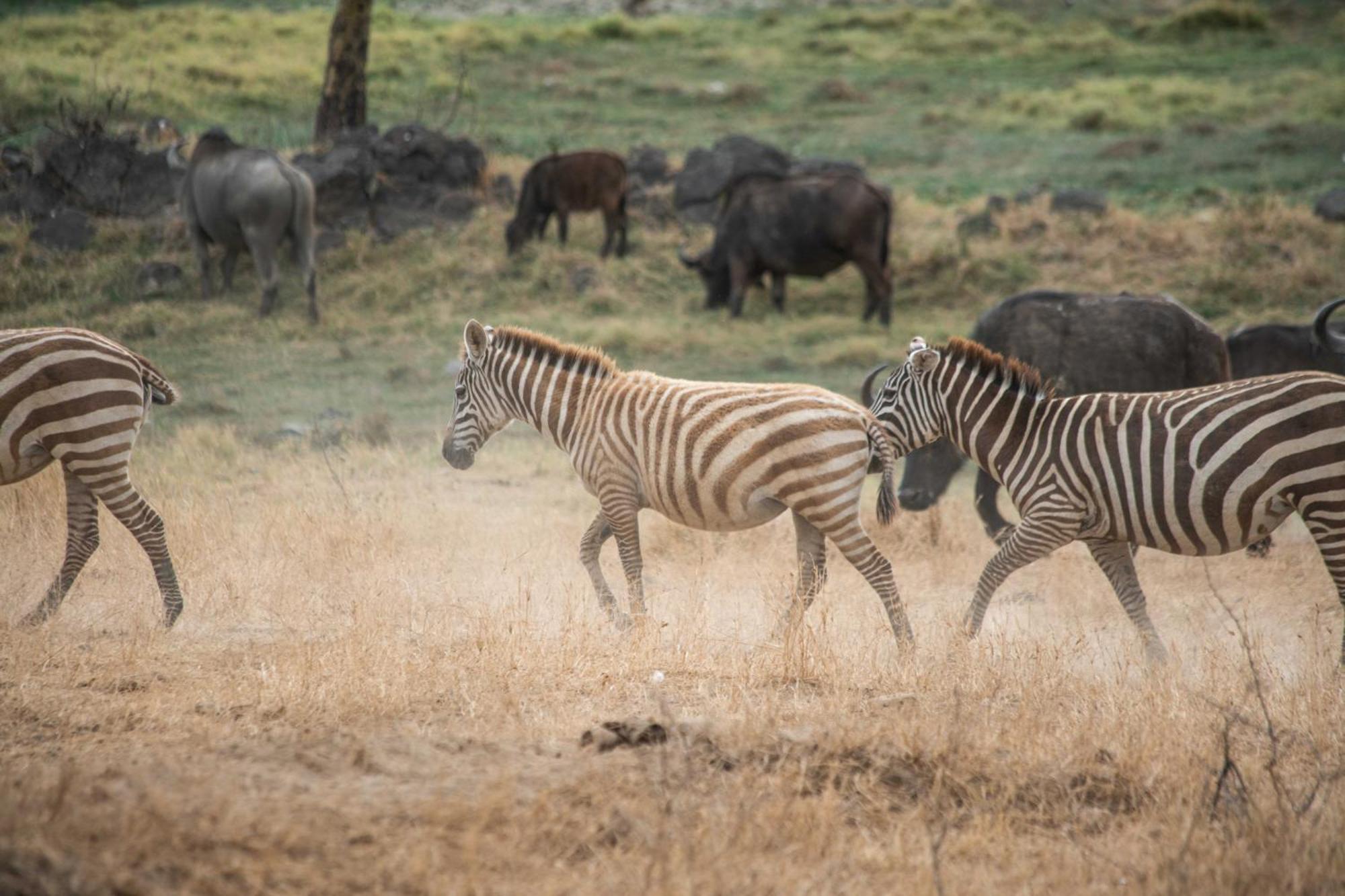 Sarova Lion Hill Game Lodge 나쿠루 외부 사진