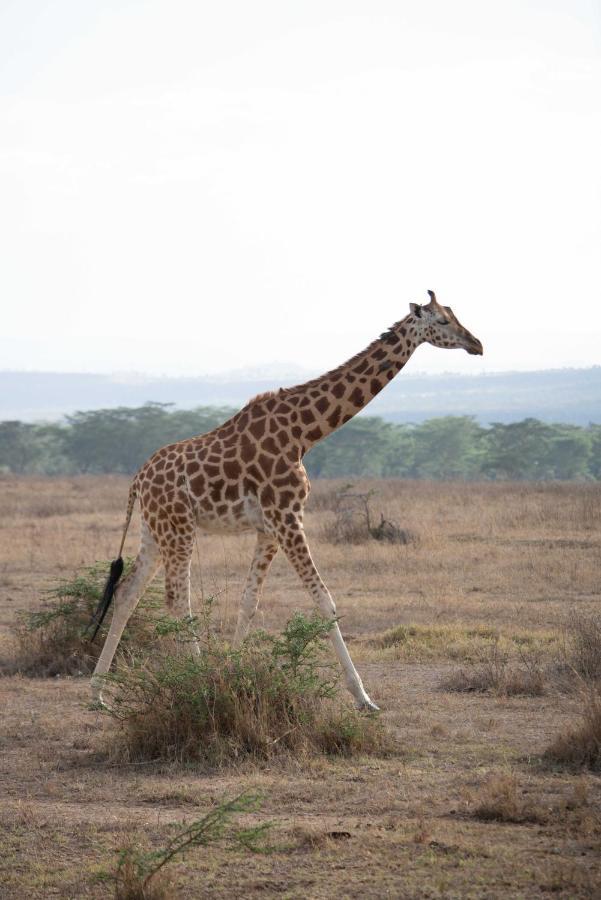 Sarova Lion Hill Game Lodge 나쿠루 외부 사진