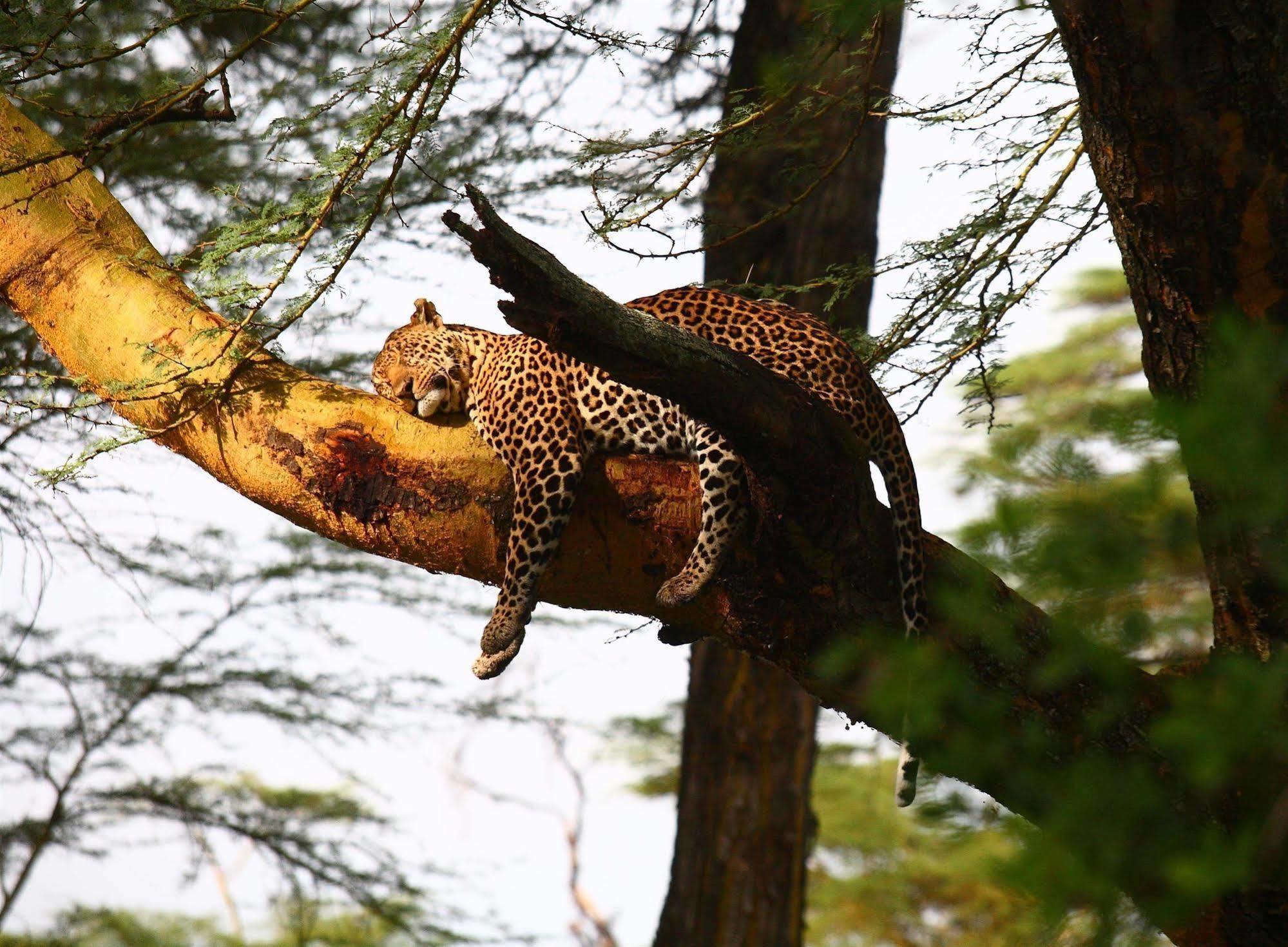 Sarova Lion Hill Game Lodge 나쿠루 외부 사진